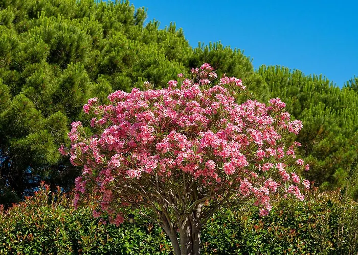 La Romeo, Piscine Et *